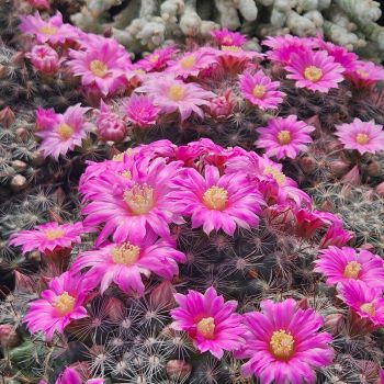 Preview: Mammillaria stampferi